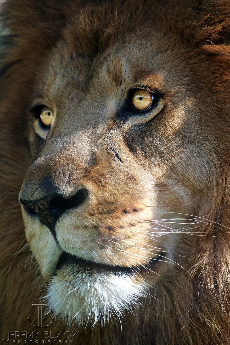JeremyBlack13's tweet photo. It has been an honor to photograph Akili &amp; Kwanza for the past 10 years! May these two majestic lions both Rest In Peace together reunited once more! <3 @BirminghamZoo @WBRCnews @WVTM13 @aldotcom https://t.co/DnaDbU1IHG
