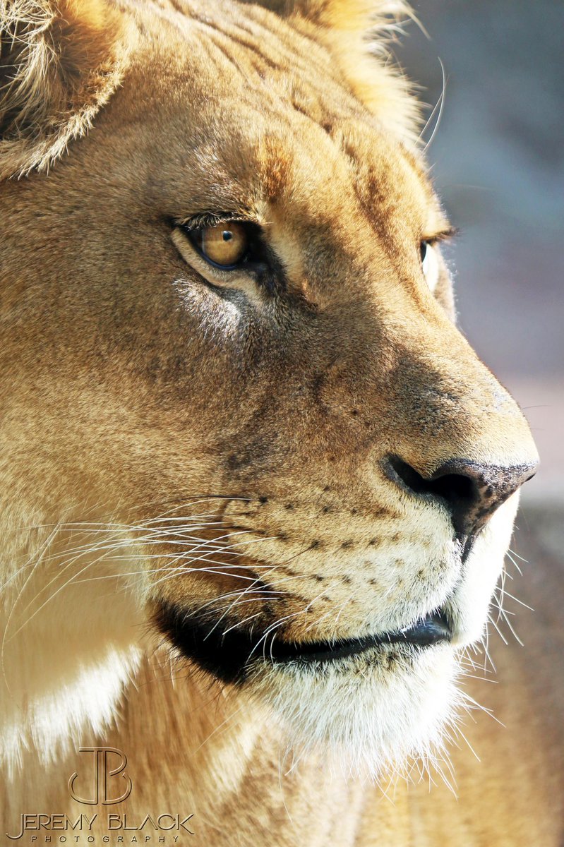 JeremyBlack13's tweet photo. It has been an honor to photograph Akili &amp; Kwanza for the past 10 years! May these two majestic lions both Rest In Peace together reunited once more! <3 @BirminghamZoo @WBRCnews @WVTM13 @aldotcom https://t.co/DnaDbU1IHG
