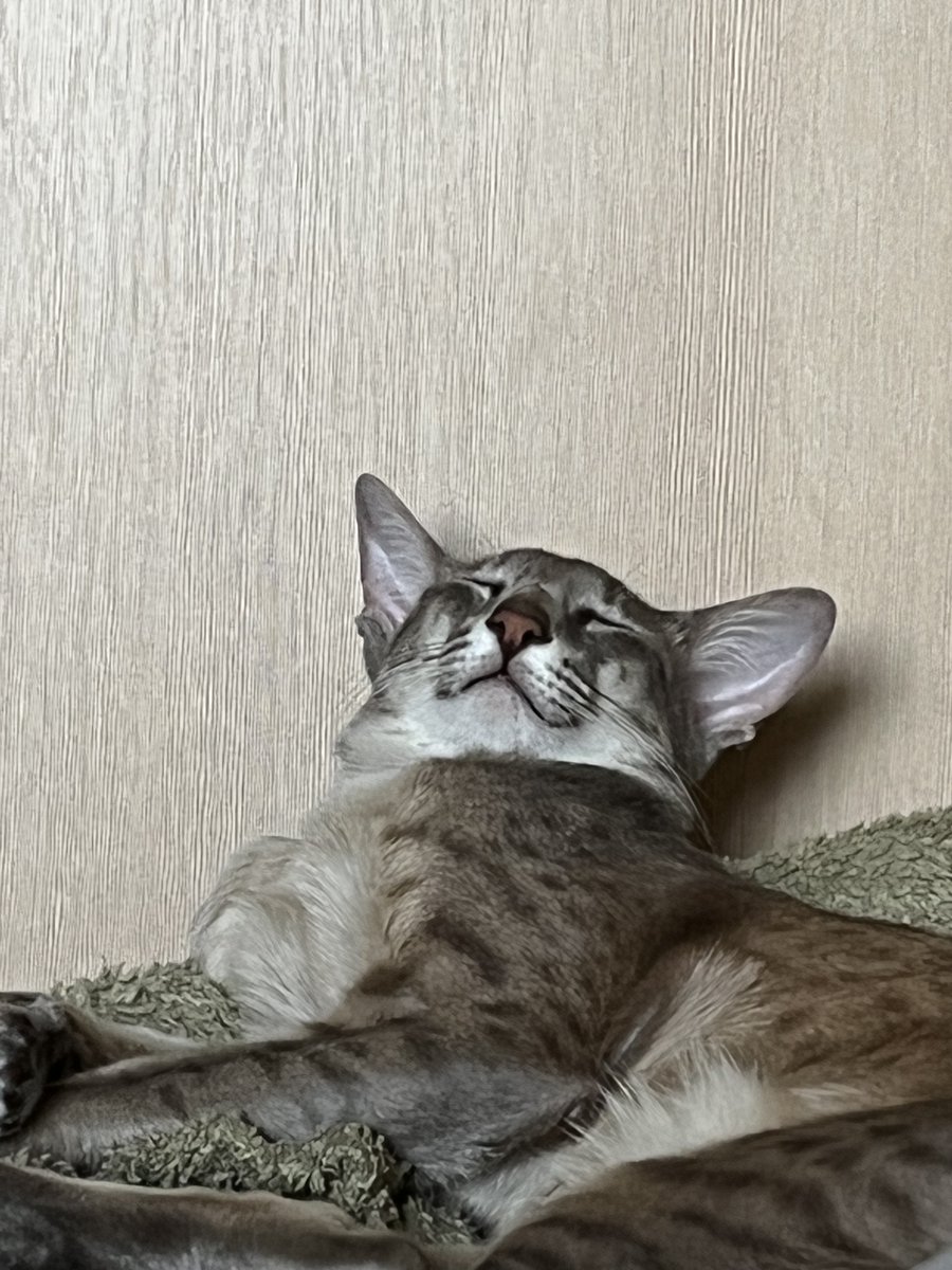 DKatsylko's tweet photo. @MooncatzNFT Meow
0x1ce435e327CA19cD17AF2eA1f594eC6e82fA5A8B https://t.co/9i4Hoe6NnC