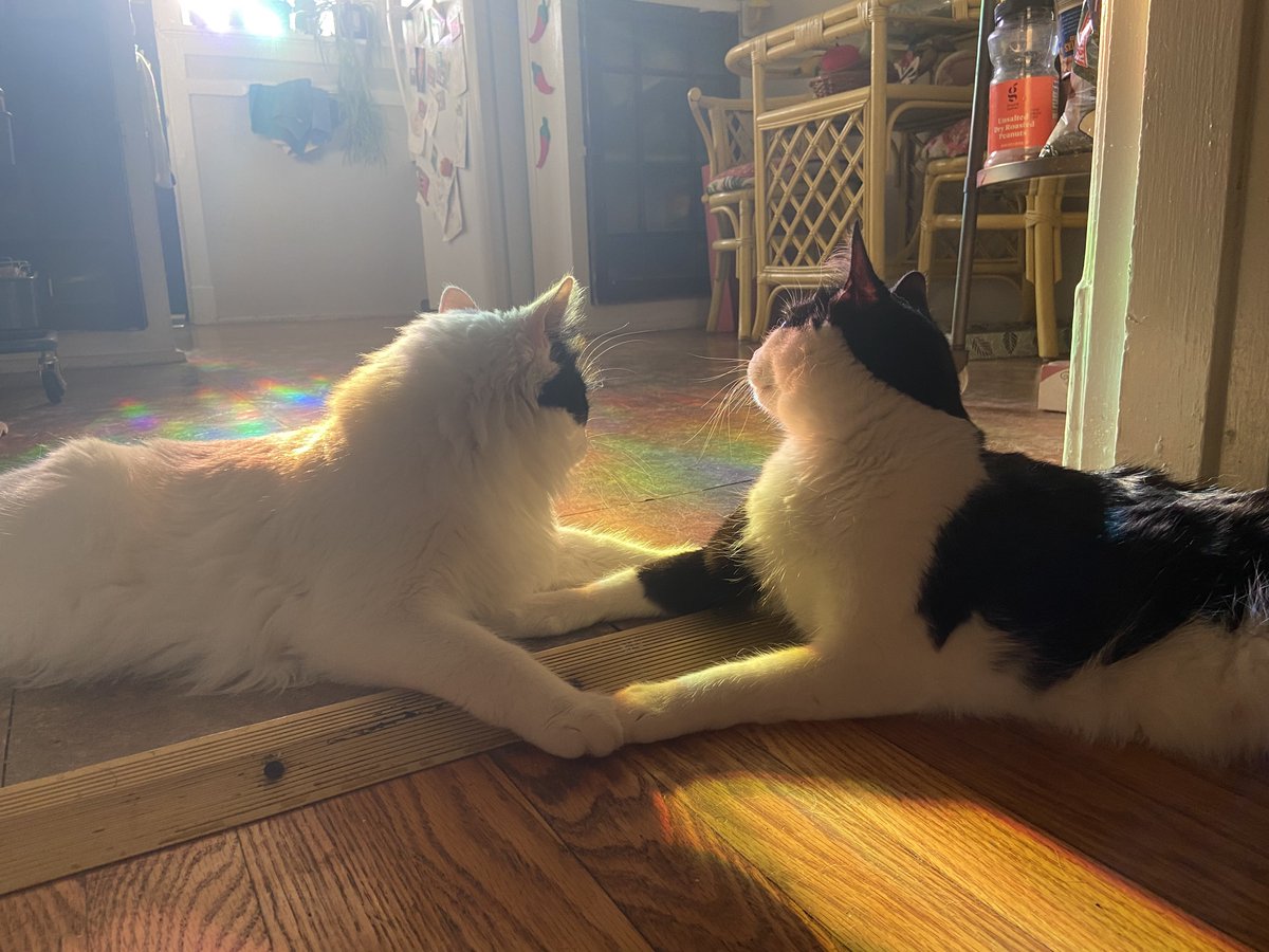 itslittletunny's tweet photo. A lil silly and holding hands :^) https://t.co/kQrwUYxLYR