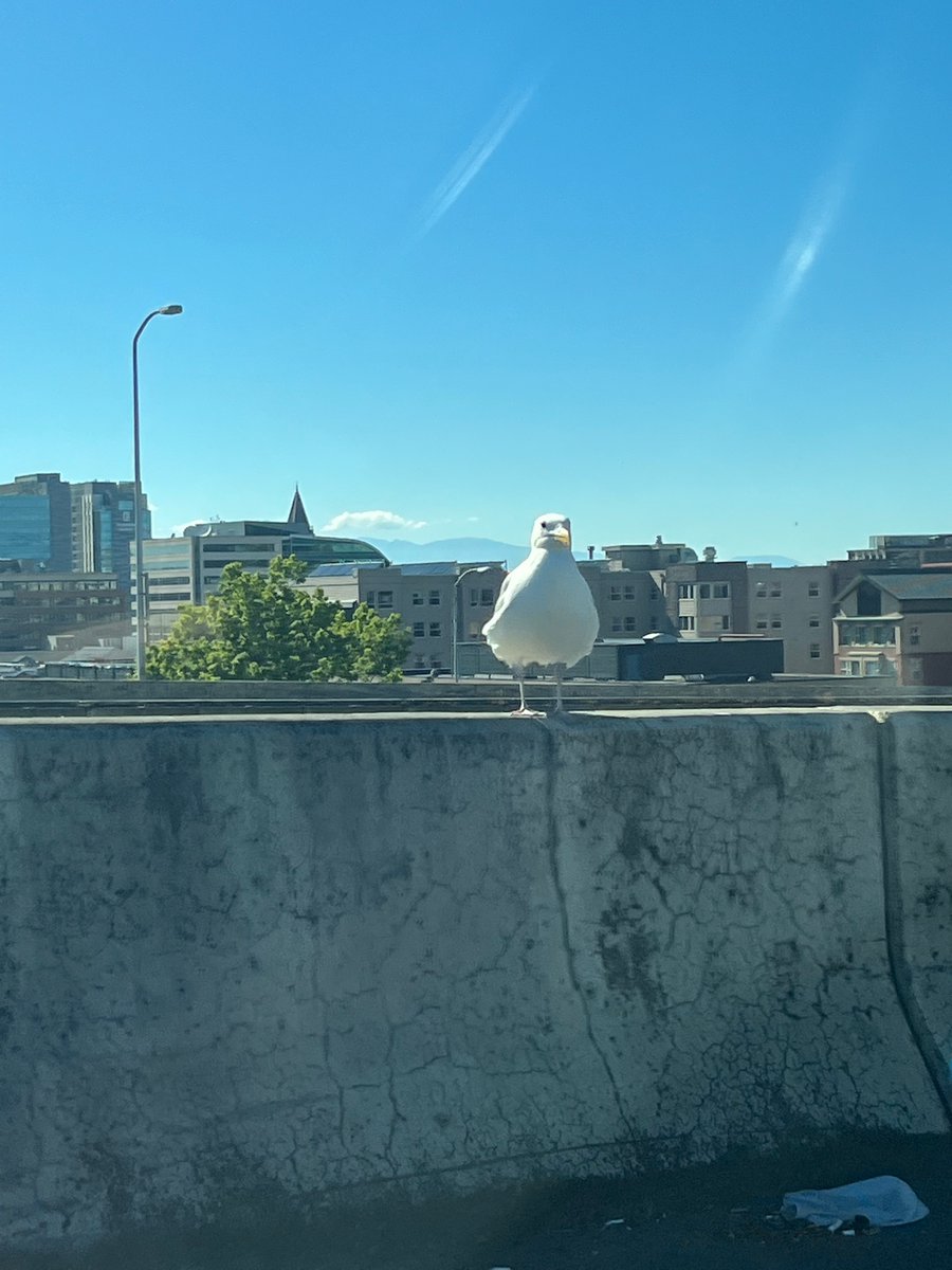 xPRINCEofBEARSx's tweet photo. Tired but blessed. Frostbyte got detailed and on the way home… I felt seen, heard and judged by a seagull. Hope everyone had a good day. https://t.co/XizGkRFDBJ