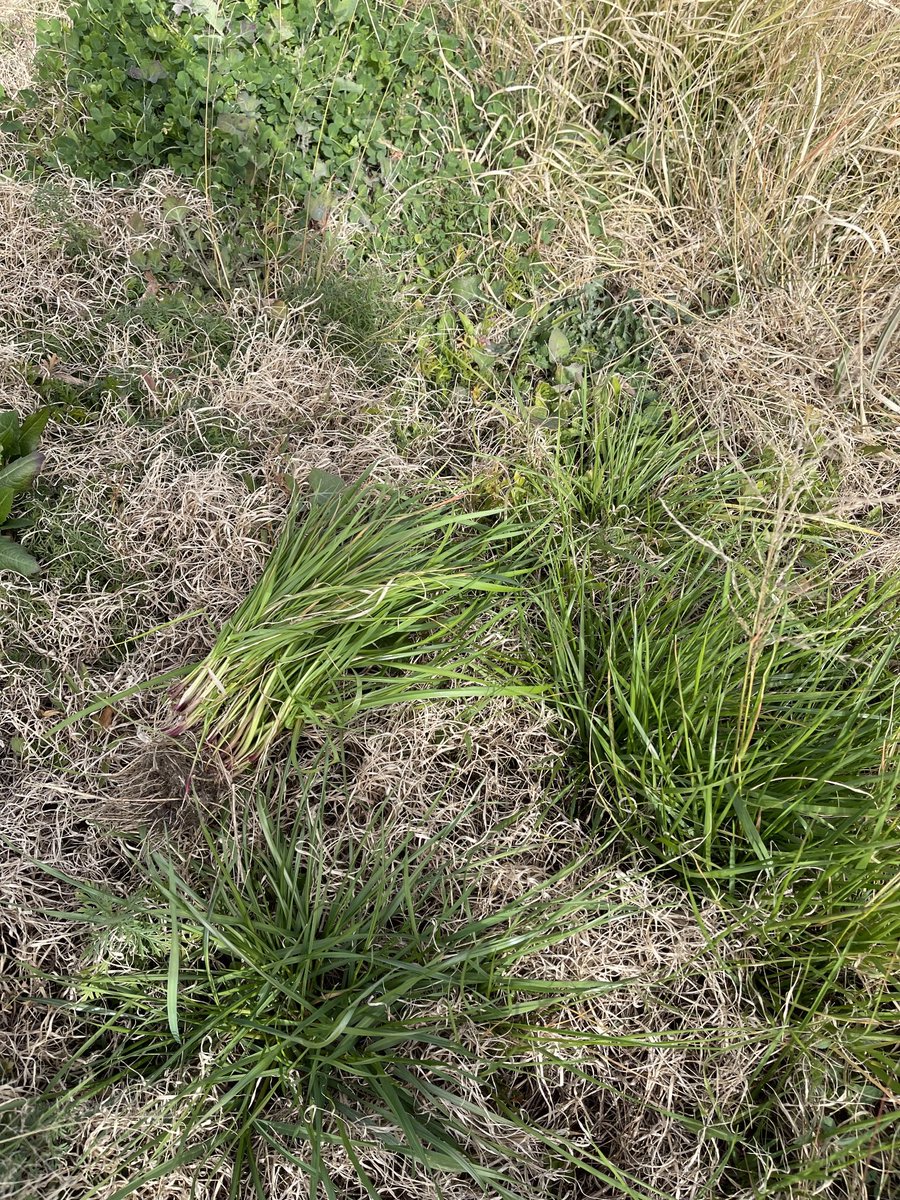 Prof (Weed Science) Bhagirath Chauhan tweet media