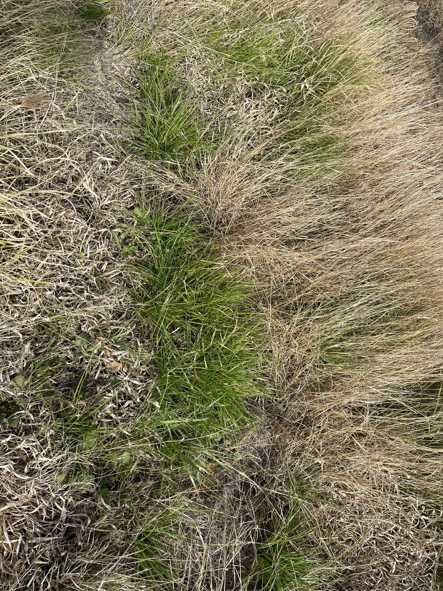 Prof (Weed Science) Bhagirath Chauhan tweet media