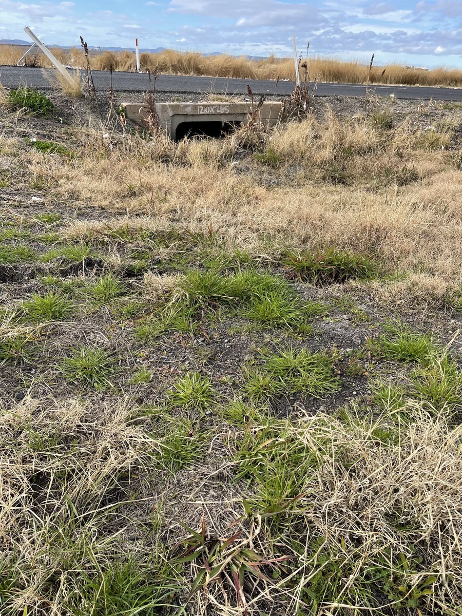 Prof (Weed Science) Bhagirath Chauhan tweet media