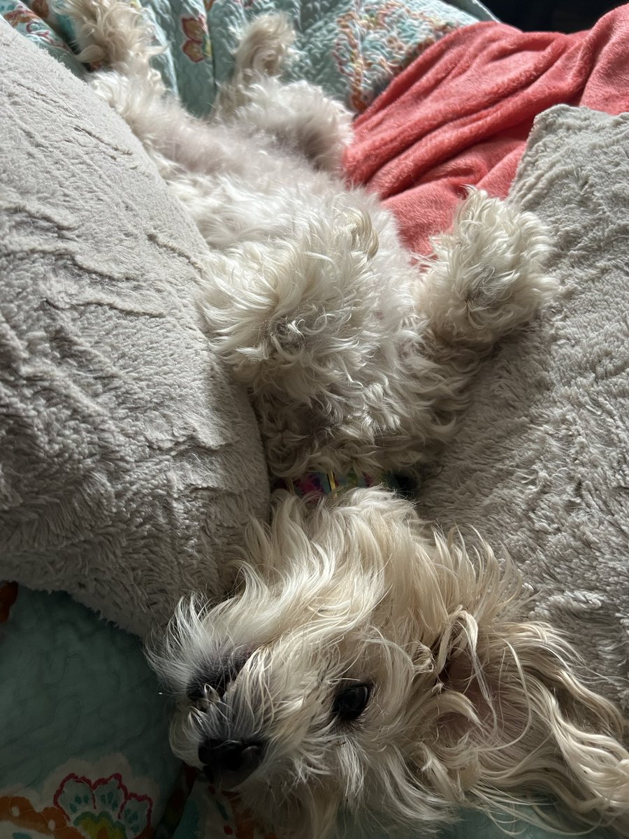 tarynperky's tweet photo. #snuggled #tues #rubytues #maltipoo #TuesNews https://t.co/l7NKvDe3Uq