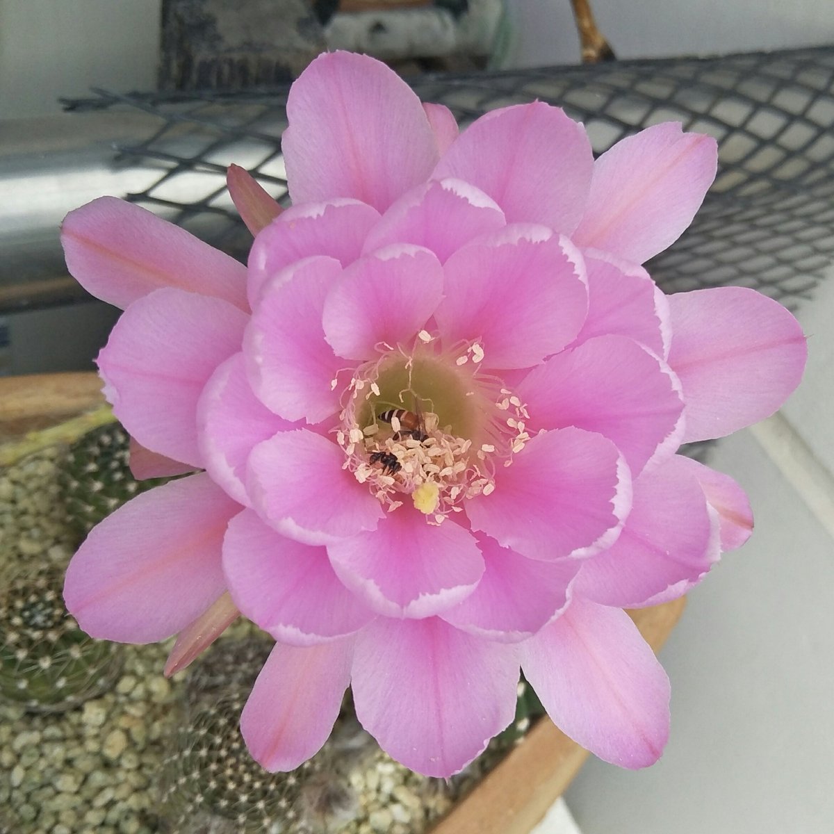 rdullsulis's tweet photo. วันนี้ก็มีทุ่งดอกไม้ 🌸🌼⛅

ขอให้มีวันดีๆ เปี่ยม ด้วยพลังและมีความหวังอยู่เสมอ

อย่าลืมเพื่อนเราที่ถูกขังเพราะยังมีความหวังกับประเทศนี้ #ยกเลิก112 https://t.co/zBuDVBBpLL