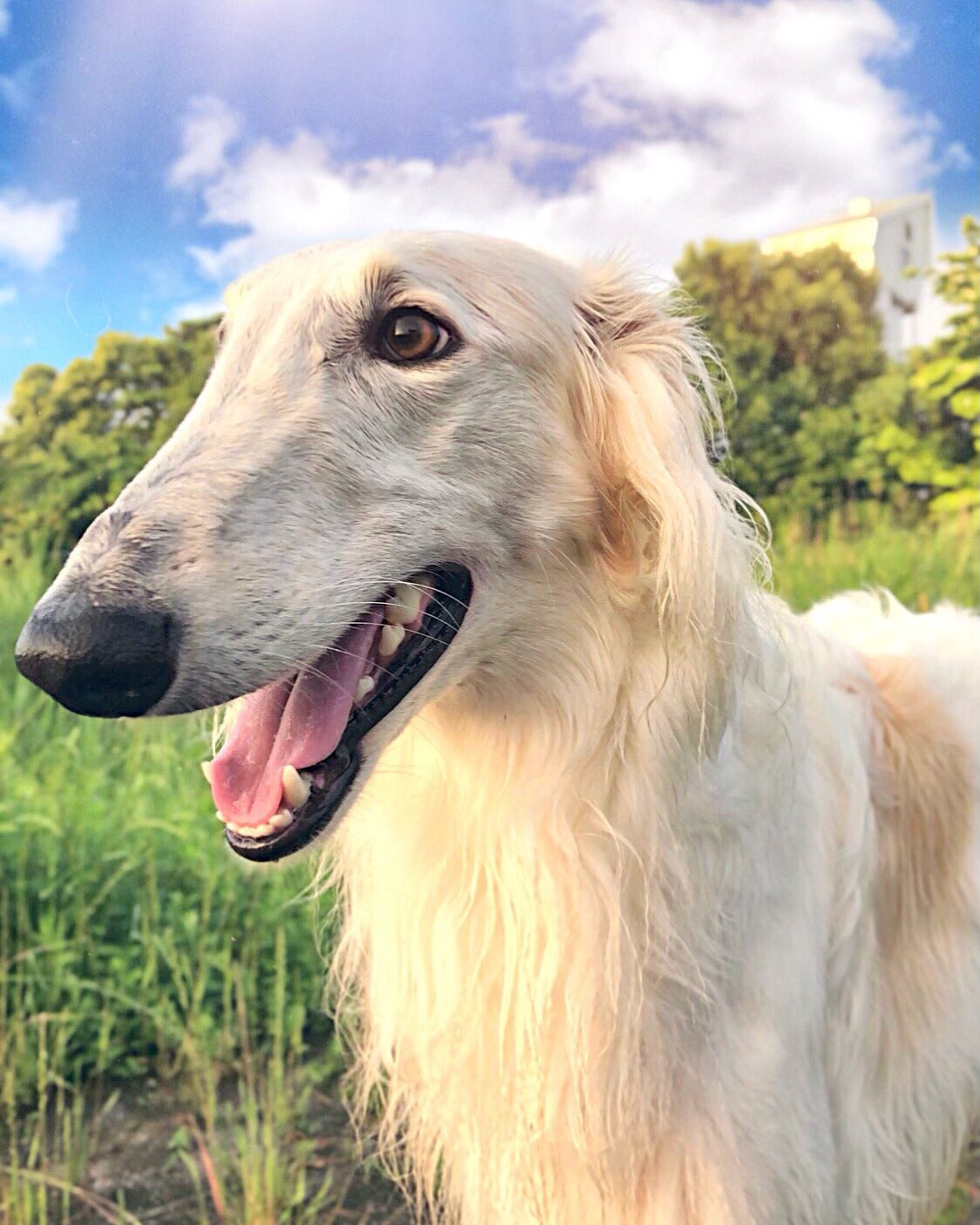 アマテラス ボルゾイ Amateras Borzoi Twitter