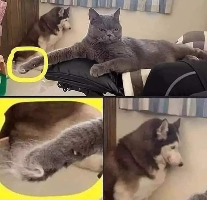 kochengfs's tweet photo. Udah jelas kan siapa yang kalah duel 🤭 🐈‍⬛ https://t.co/1yhry0XRST