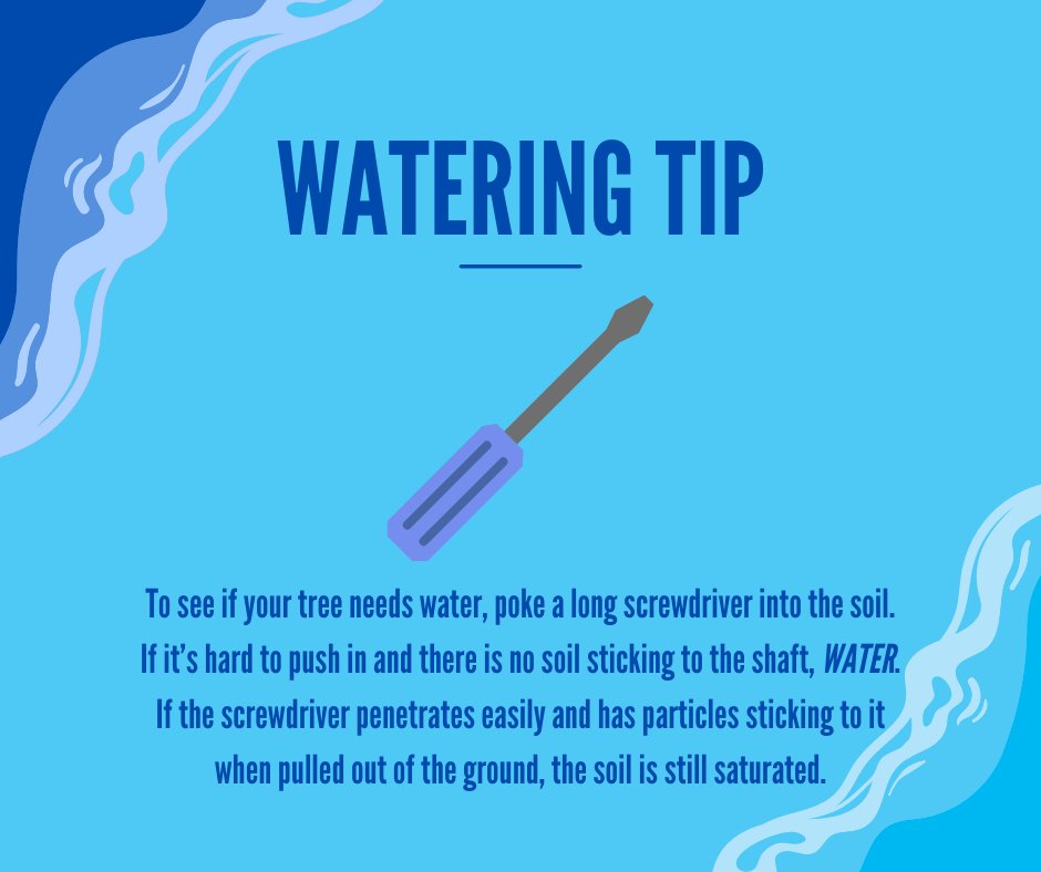 DaveyTree's tweet photo. How do you know if your mature #tree needs #water? Check out this cool tip to help you find out. #TreeTipTuesday #TipTuesday https://t.co/haY305pQNd