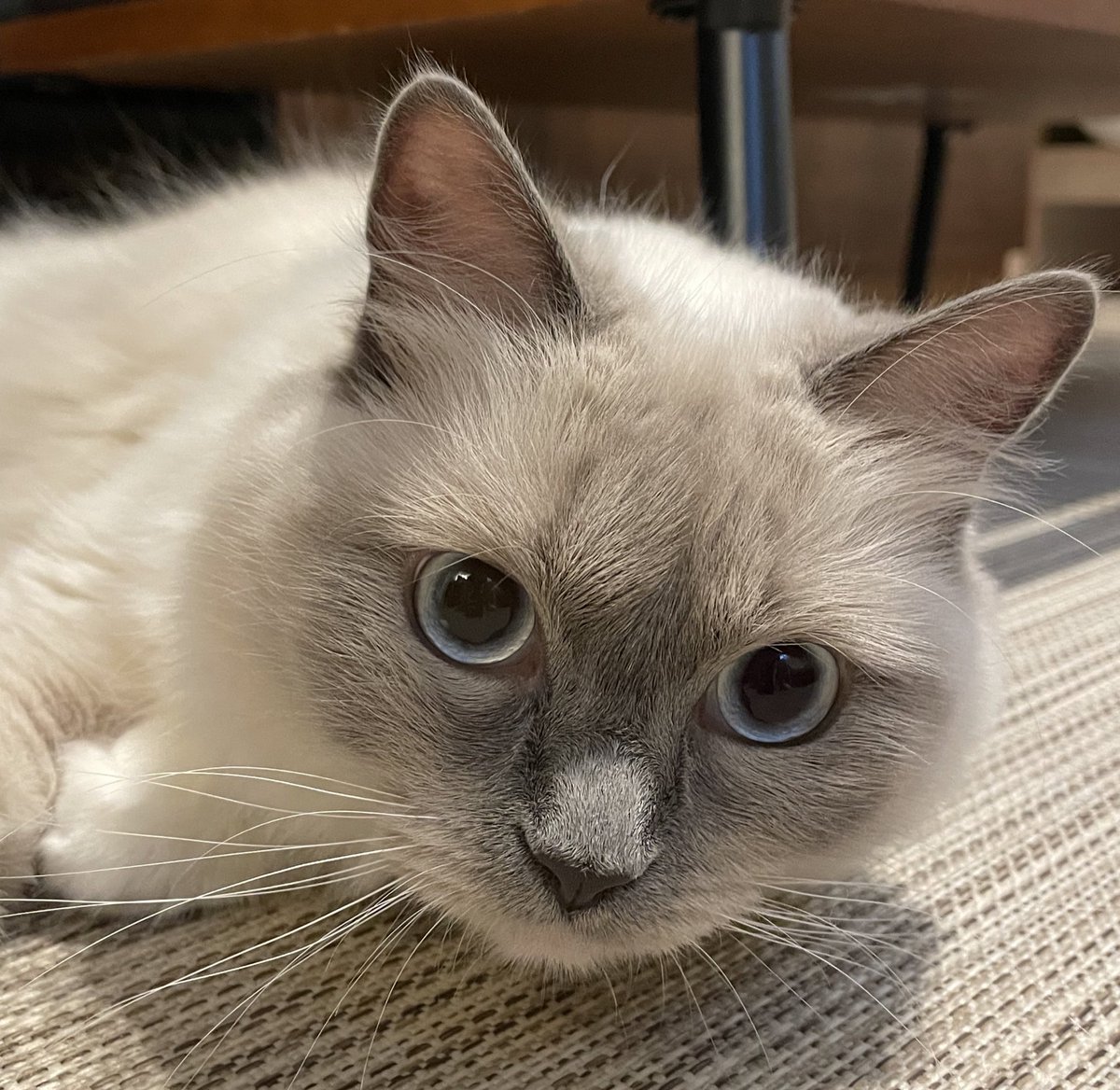 catPRdirector's tweet photo. ハッシュタグに #猫 と入れているので、そろそろプロフィール画像の（仮称）ねこ広報部長をご紹介します。🐱事務員さんち在住です。

公式アカウント👉@mothersauction
公式HP👉https://t.co/GYzukpD70s
#京都  #不動産 #オークション #猫 https://t.co/V9YD9Vvm64