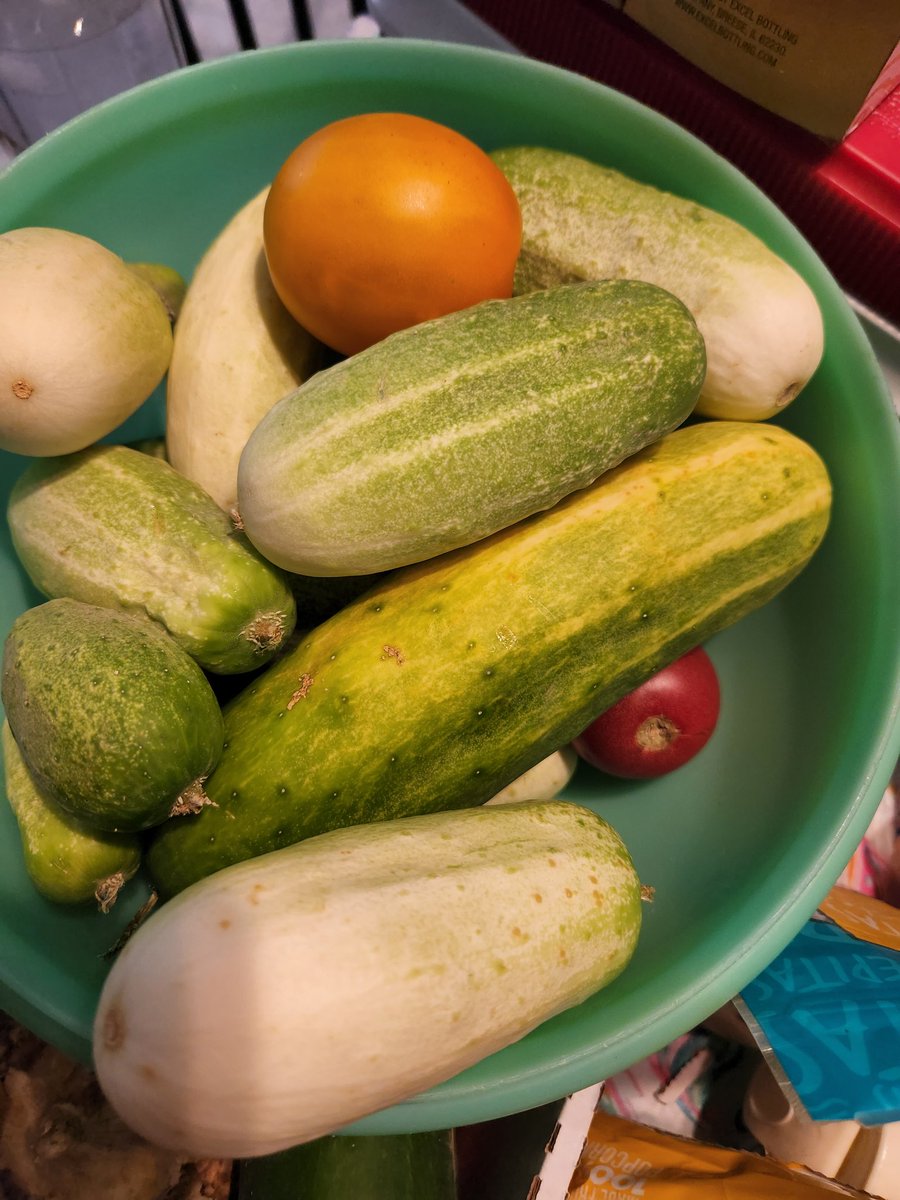 ThatsJustPunny's tweet photo. Our lil slice of paradise is THRIVING this year so far - and we have several weeks to go ❤️🥕🌼🍎
#NoPlaceLikeHome #CountryGirl #WhereIComeFrom #MamaOf5 #ChickWithChicks #HomeGrown
#OutInMyGardens #IGrowStuff https://t.co/lRyx5As0By