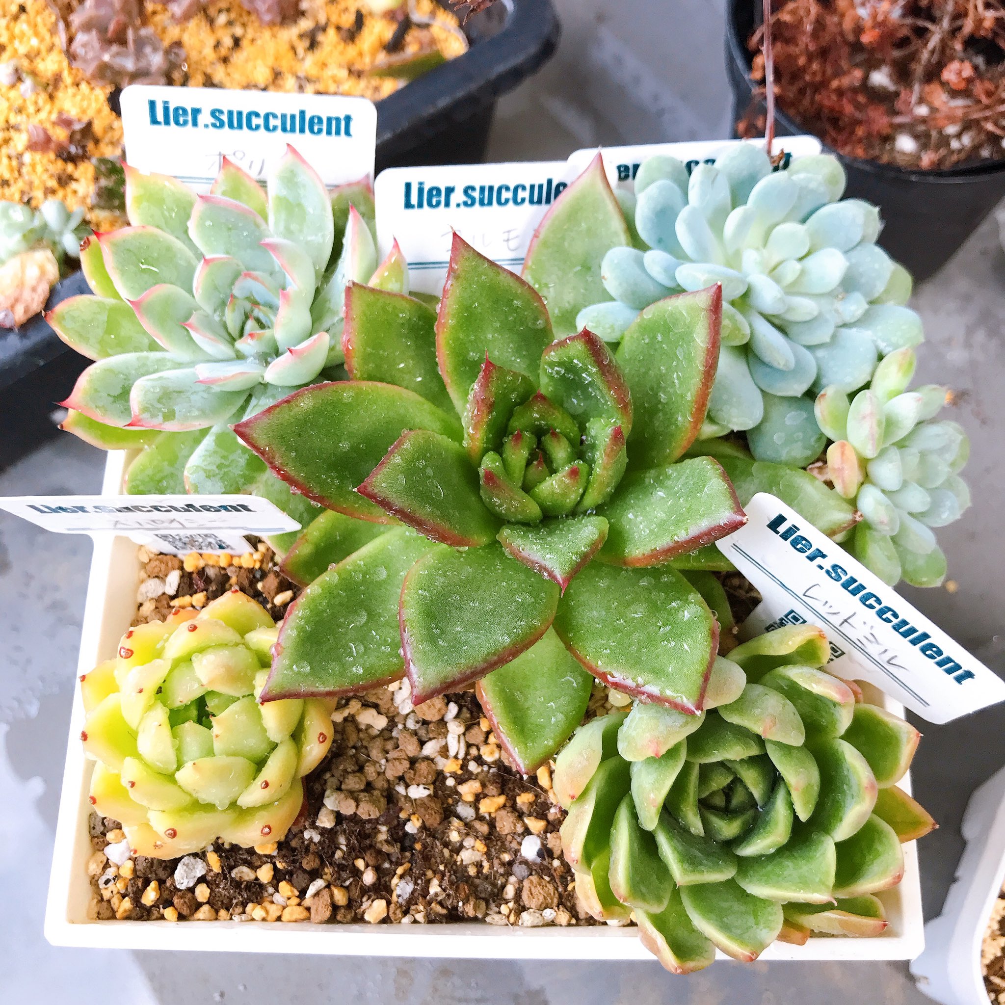 Ta Succulents 今朝のむぎゅっ多肉 隙間があるのは 葉挿しっ子になったから 笑 というか 多肉 さんってこんなに早く大きくなるものやったのね 全然大きくならない前提で植えてたからいろんなところがギューギューだ T Co Qdtz13lma2 Twitter