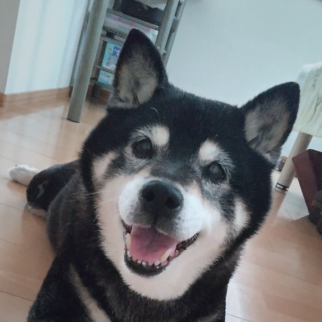 6yijHXWBCLXwlqm's tweet photo. 7/18の19時頃に埼玉県狭山市の昭代橋付近を遊泳中、突然の強い流れにより川越方面に流されてしまいました。
昨晩より夜通し捜しています。
どんな状態で家に帰ってきて欲しい。
黒柴、15歳、メス、赤い首輪
見かけたり、少しでも何か情報があればお願いします。
#狭山市#入間川#捜索#迷子#黒柴#犬#柏原 https://t.co/AAAGztiy1O