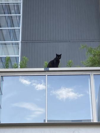 konandaigaku's tweet photo. 今朝、PIキャンパスで名誉学部長のチビがみんなの登校を見守ってたよ♪
サークルとチビについてはこちら⇒https://t.co/Pv3jdbRTas
#甲南大学 #ポートアイランドキャンパス
#FIRST #猫サークル #CatsFIRST #猫 #ネコ
#名誉学部長 #チビ https://t.co/KNVXH111xB