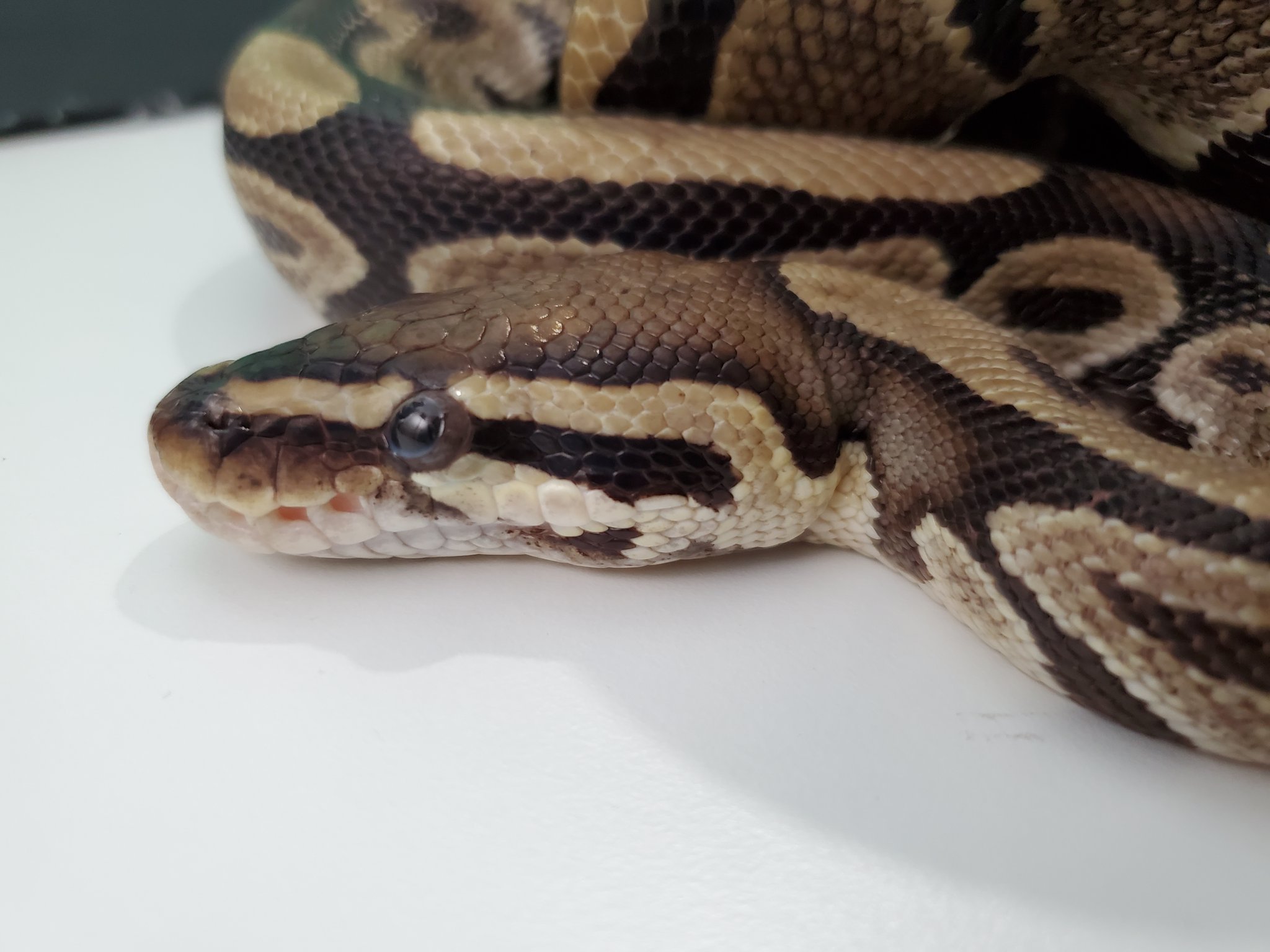 Emerald Scales on Twitter: 