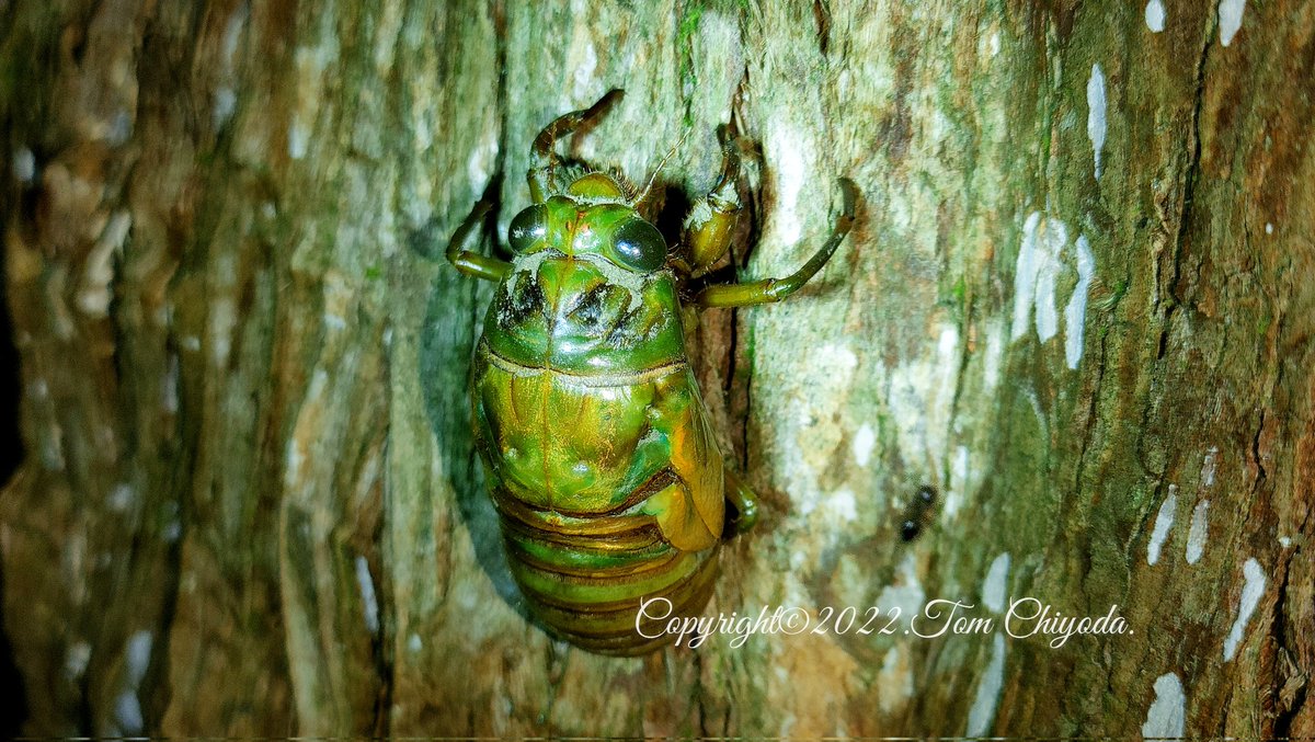 虫注意 セミがこんなに可愛いなんて ミンミンゼミの幼虫が穴から出る瞬間 が予想外にかわいすぎ Togetter