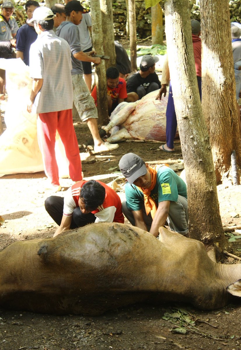 MALIMPA's tweet photo. Assalamualaikum Wr. Wb

Alhamdulillah dalam memperingati hari raya Idul Adha 1443 Hijriyah,  MALIMPA bisa menyalurkan hewan kurban di Dusun Duwet, Desa Purwodadi, Kecamatan Tepus, Kabupaten Gunungkidul. 
... https://t.co/ZoAGfL0CGW