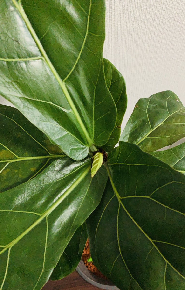 おはようございます！
今日の天気は雨のち曇り☂☁

見てください！！😃
新しい葉っぱが～🌱

このまま大きくなってくれたら嬉しいです🥰

今日も1日頑張りましょう💪

#企業公式が毎朝地元の天気を言い合う  
#企業公式夏のフォロー祭り
#企業公式相互フォロー祭り