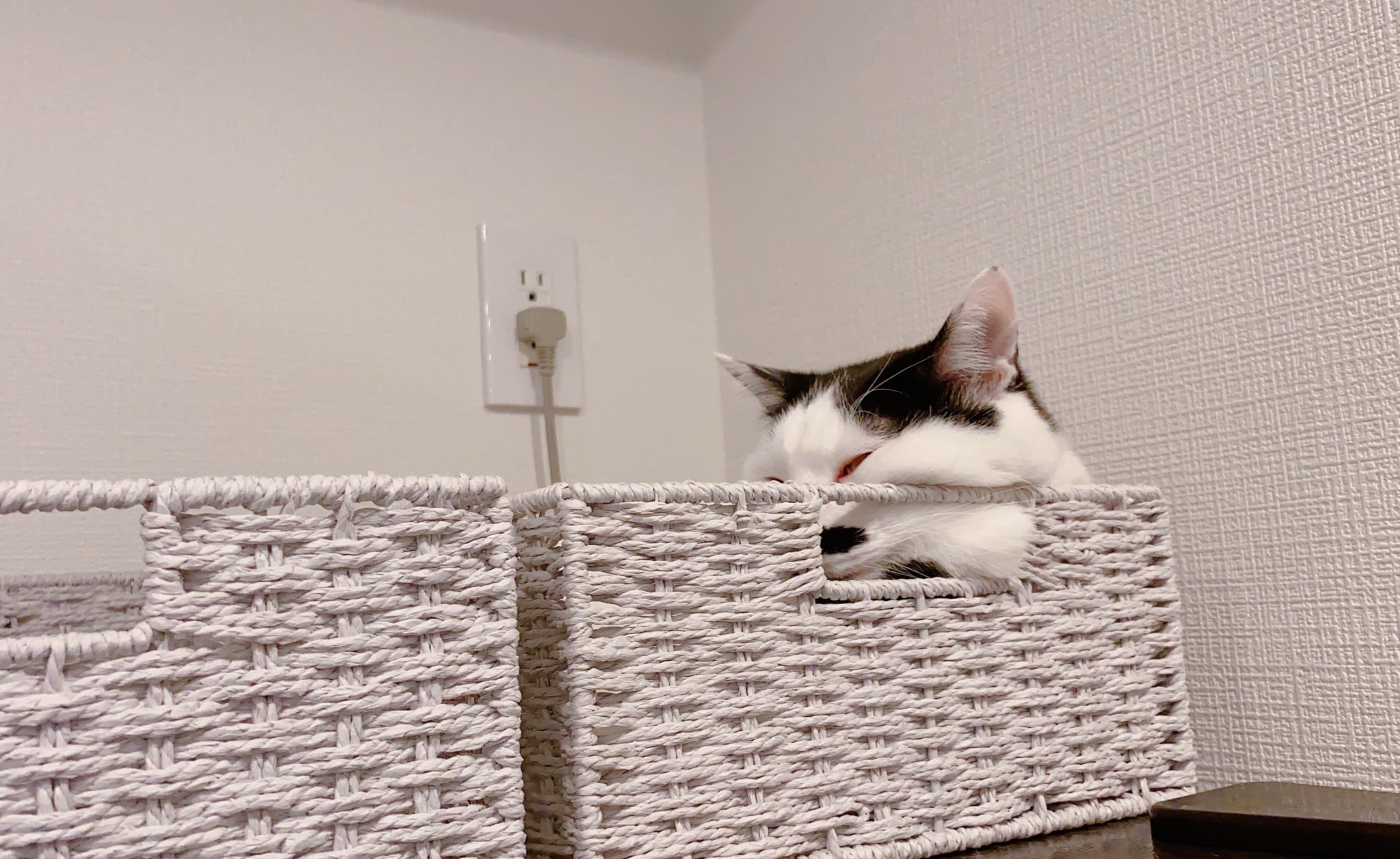 えれ子 (erurina) / Twitter