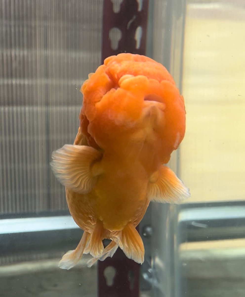 LukesGoldies's tweet photo. Do your water changes today https://t.co/fJD5Iphia6