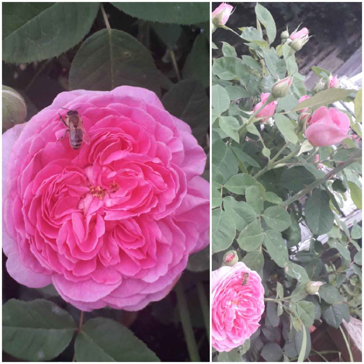 KateSalter3's tweet photo. First timer for #RoseWednesday my Gertrude's 2nd flush, squirrels took all the first blooms, seeing it in its glory for the first time 🌷 https://t.co/Nm2JAorjjI