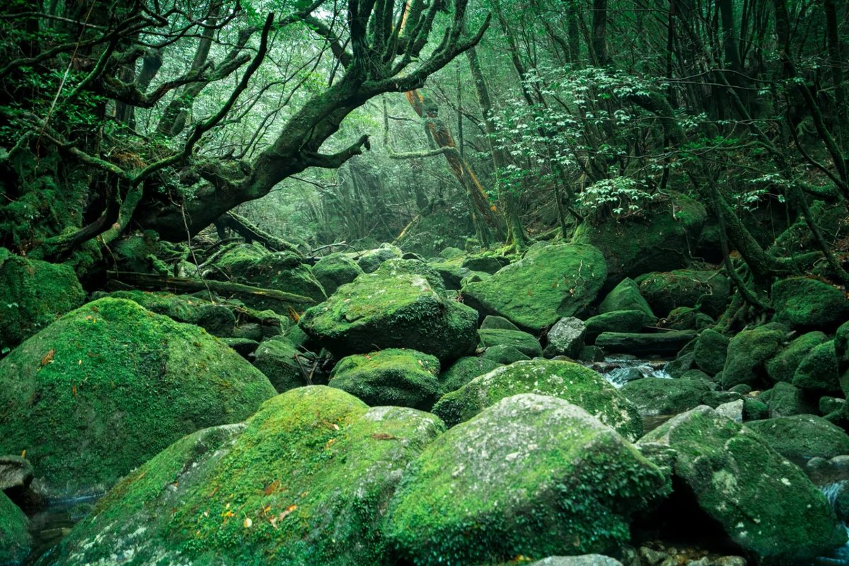 emartus_inc's tweet image. Mossy creek.
____________________
#EMARTUS #forest #green #trees #moss #lichen #ferns #nature #wildnature #water #moss #forest #NaturePhotography