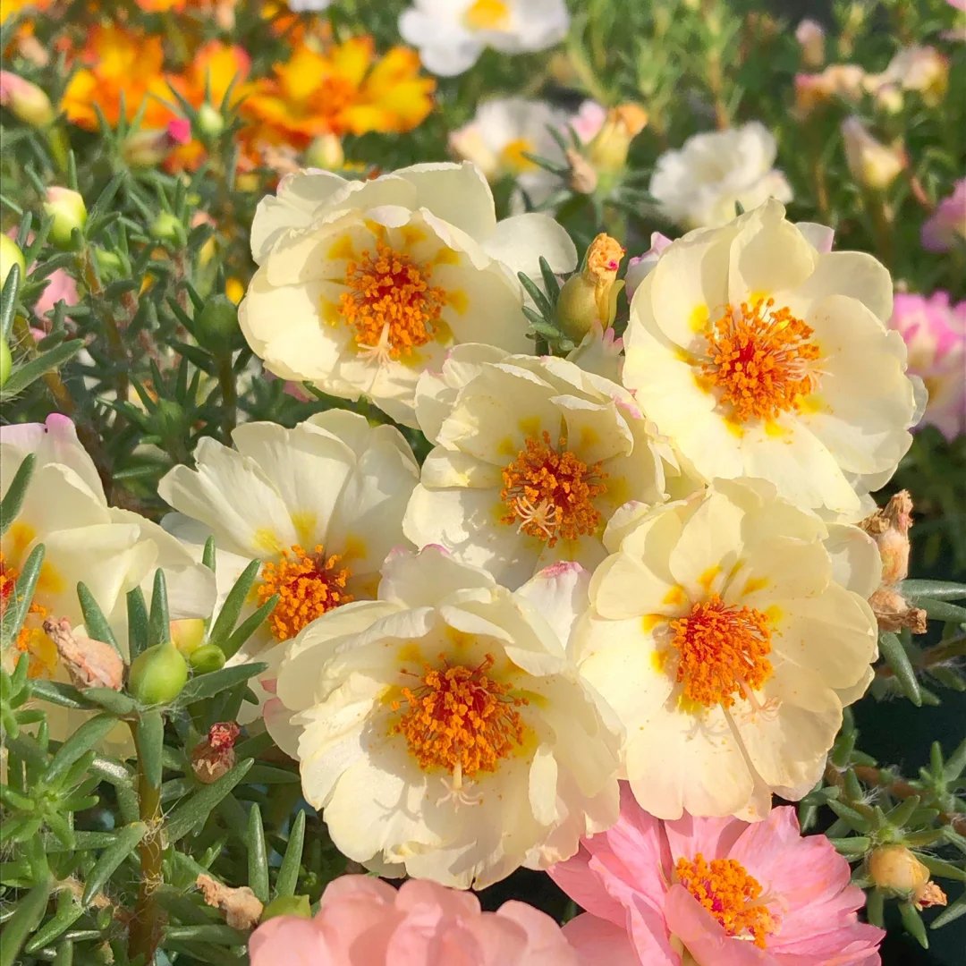emartus_inc's tweet image. The flowers are looking splendid. 
____________________
#EMARTUS #flowers #GardeningTwitter #FlowersInTheAtticTheOrigin #FlowersOnFriday #GardeningTwitter #gardening #garden #flower #roses #flowerphotography #nature #nature #garden