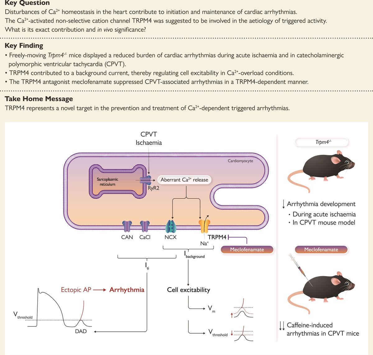 EHJ Editor-in-Chief (@ehj_ed) on Twitter photo TRPM4 inhibition by meclofenamate suppresses Ca2+-dependent triggered arrhythmias. Read more in #EHJ
<a href="/escardio/">European Society of Cardiology</a> <a href="/ESC_Journals/">European Society of Cardiology Journals</a> #CardioTwitter #arrhythmias
academic.oup.com/eurheartj/adva… TRPM4 inhibition by meclofenamate suppresses Ca2+-dependent triggered arrhythmias. Read more in #EHJ
<a href="/escardio/">European Society of Cardiology</a> <a href="/ESC_Journals/">European Society of Cardiology Journals</a> #CardioTwitter #arrhythmias
academic.oup.com/eurheartj/adva…