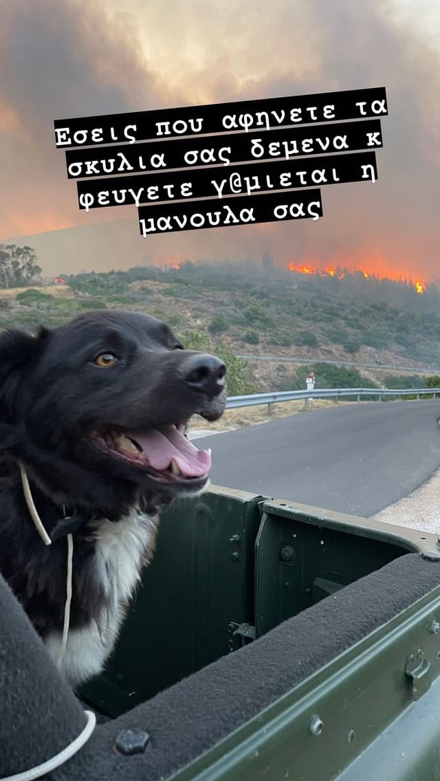 EmptyTheCages_'s tweet photo. #Πυρκαγια #Πεντελη #Παλληνη #Γερακας #ζωα #φωτια 
Φωτογραφία εθελοντή από διάσωση σκύλου χθες. 
Ο σκύλος βρίσκεται στο Γαλατσι. https://t.co/CbYigJeLHW