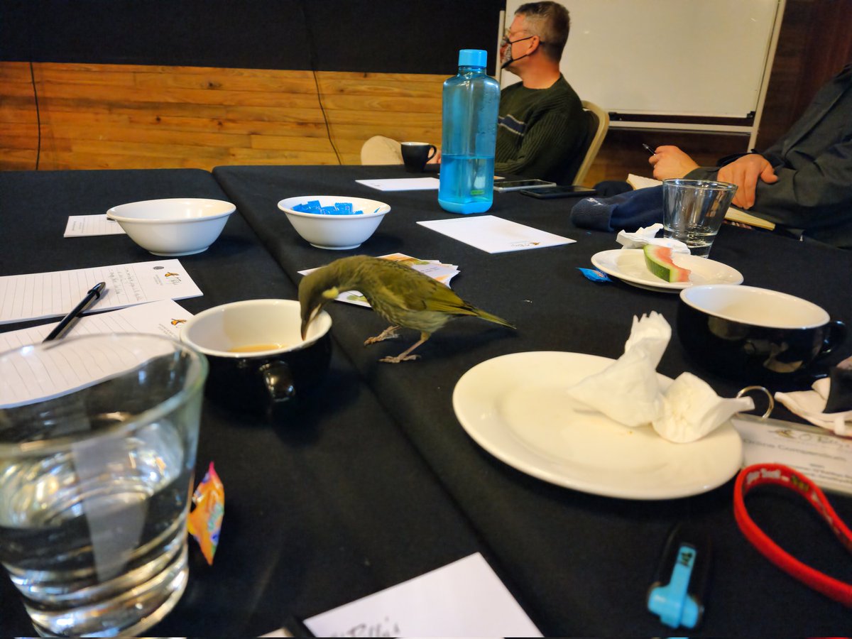 WildObsAU's tweet photo. Day 2 of the #wildobs2022 Camera Trap #workshop has wrapped up, and there were some amazing insights and experiences shared by today's speakers and the group. We even had a surprise guest join us for a couple of presentations (or maybe just the free food) 🐦 https://t.co/tbc2hBIUs0