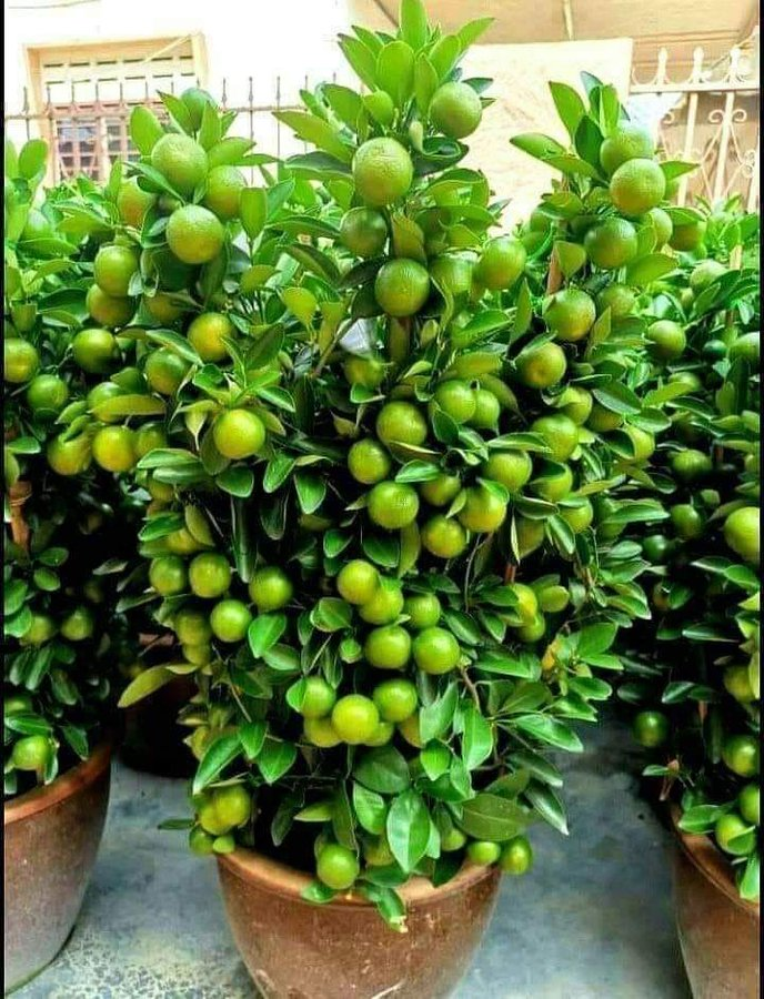 ModernAgUpdates's tweet image. This is orange modern farming. The system produce more at very small land.  
Please, like and retweet if you are interested.