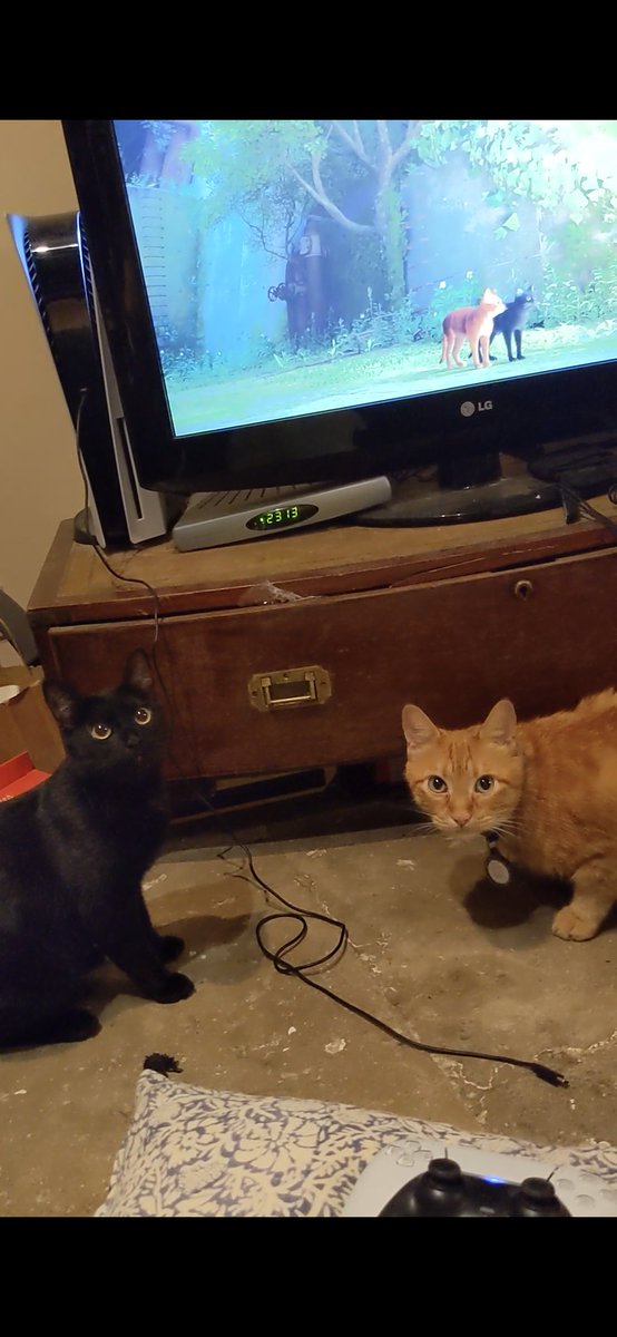 AlekOstolle's tweet photo. C'est deux authentiques chats des toits montpelliérains, sont ravis de se voir en jeu ^^
🐈⬛🐈
#HKdevblog #Stray #PS5 #PS5Share #Montpellier https://t.co/kLcq9BGkGe