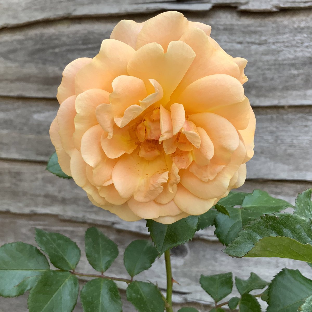 ‘Peach Melba’ looking peachy for #RoseWednesday.
Rose of the Year 2023, bred by Kordes Rosen.
A welcome breeze here on the south coast, hope everyone is cooler today and survived the ferocious heat. 
#roses #roseoftheyear 
@loujnicholls @kgimson