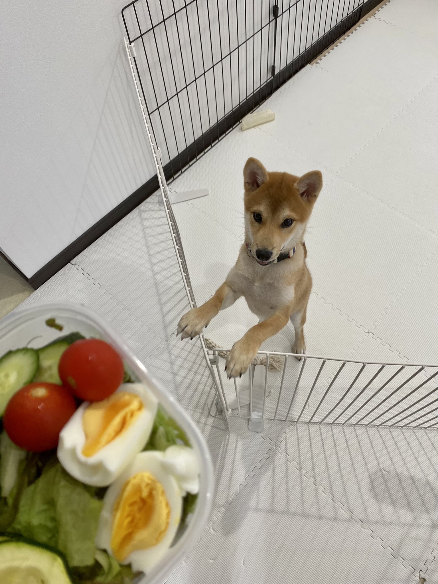 柴犬なつめ サラダ狙い犬 T Co Hewahktxsx Twitter