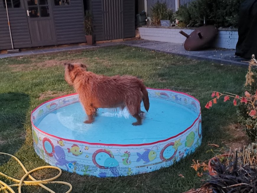 Waitin for hoomans to come to Spike Pool Party 🐾