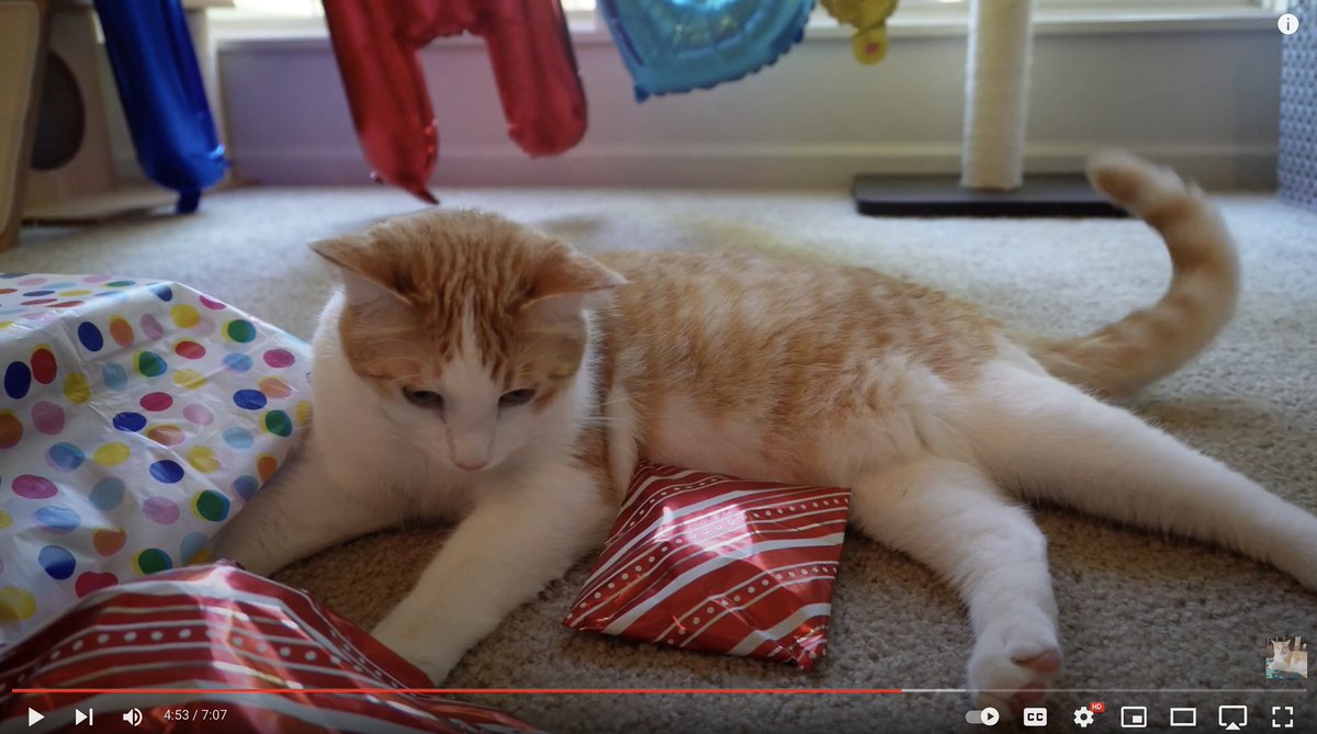 MiaoKittie's tweet photo. Carrot's 1st birthday!!
https://t.co/GeQnT0DnYy

#catlovers, #catvideo, #catyoutube, #birthday, #birthdayparty, #birthdaycake, #CatsOfTwitter, #CatsLover, #youtubecats https://t.co/rKNrmn5Nax