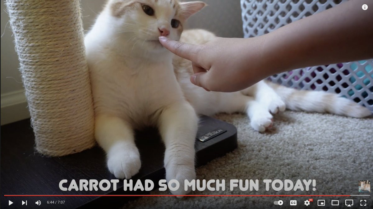 MiaoKittie's tweet photo. Carrot's 1st birthday!!
https://t.co/GeQnT0DnYy

#catlovers, #catvideo, #catyoutube, #birthday, #birthdayparty, #birthdaycake, #CatsOfTwitter, #CatsLover, #youtubecats https://t.co/rKNrmn5Nax