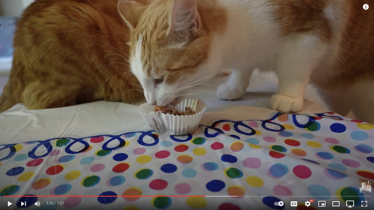 MiaoKittie's tweet photo. Carrot's 1st birthday!!
https://t.co/GeQnT0DnYy

#catlovers, #catvideo, #catyoutube, #birthday, #birthdayparty, #birthdaycake, #CatsOfTwitter, #CatsLover, #youtubecats https://t.co/rKNrmn5Nax