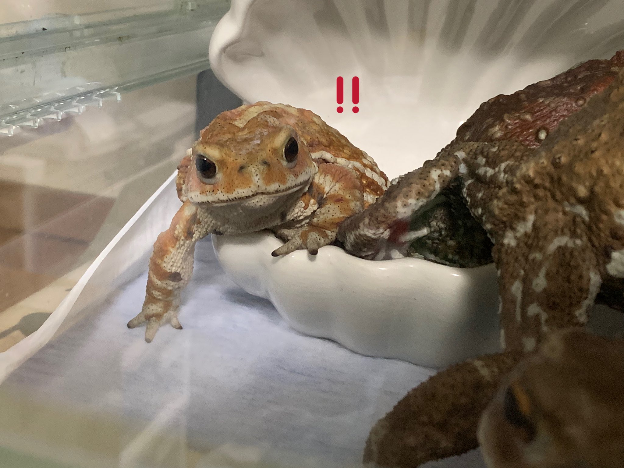Top 10 Lewd Froggo Memes That Will Make You Laugh. - xq4quw8