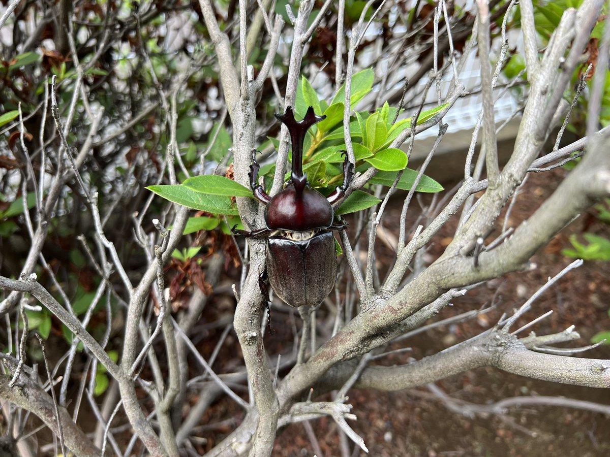 現場のバルコニーでカブトムシ発見

外の花壇に移動

がんばって生きてください