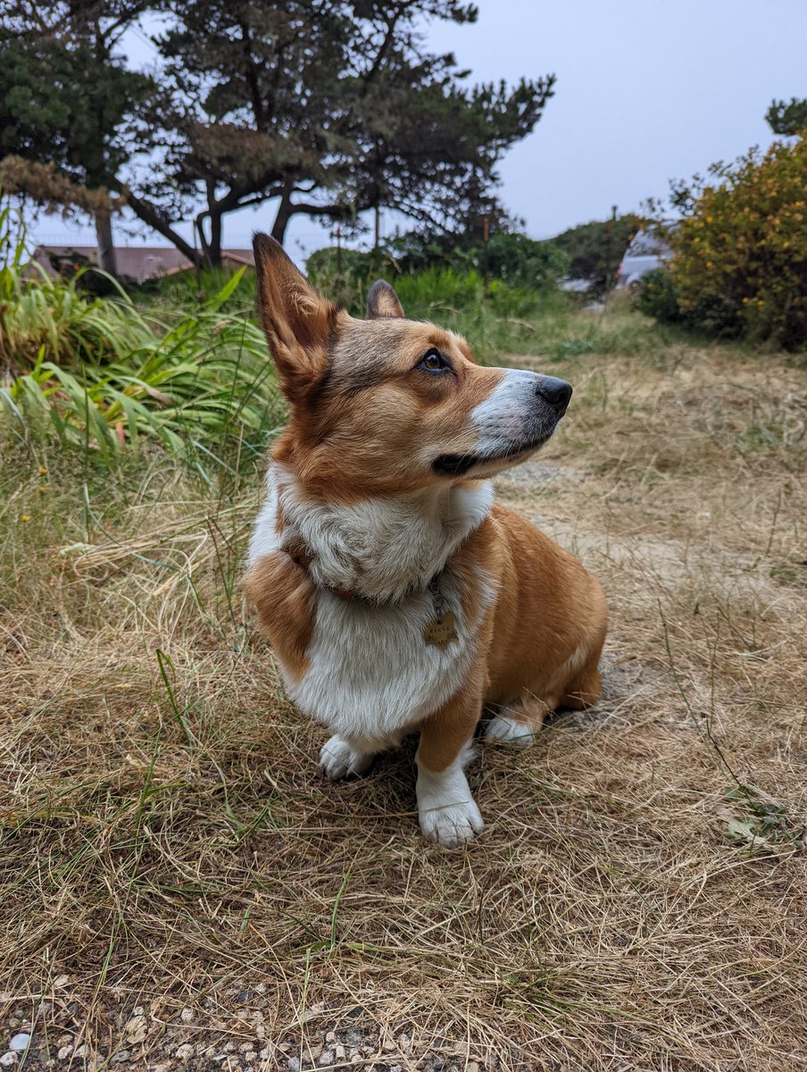 reesethecorgiii's tweet photo. When hoomans poop, who picks up their mess? 🤔 #thoughtsofdog #corgitwitter https://t.co/lBqUTfyKs5