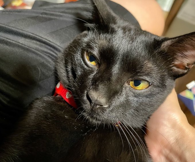 人間の爪切りのあと 愛猫の爪を切るようにしたら 次はボクの番か と受け入れるようになったエピソードに うちもやってみよう の声 ねとらぼ