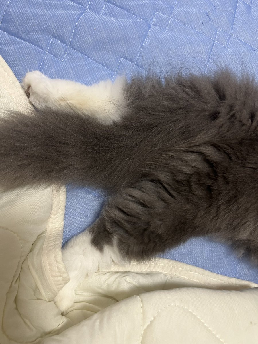この座り方ふてぶてしくて可愛い😍
拡大した図がこちらです👇

#猫がいる暮らし #ラガマフィン #猫好きさんと繋がりたい #猫との生活