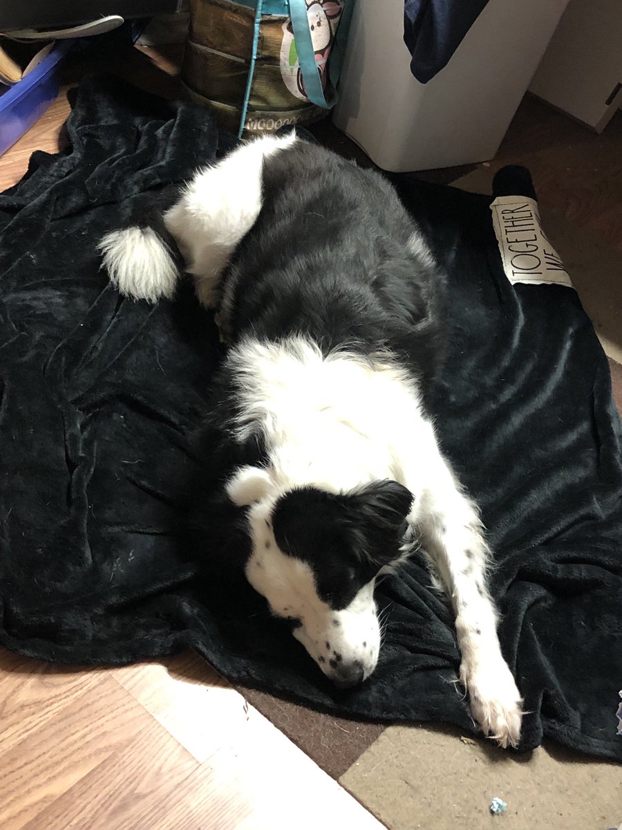 My craft assistant is really laying down on the job! ❤️