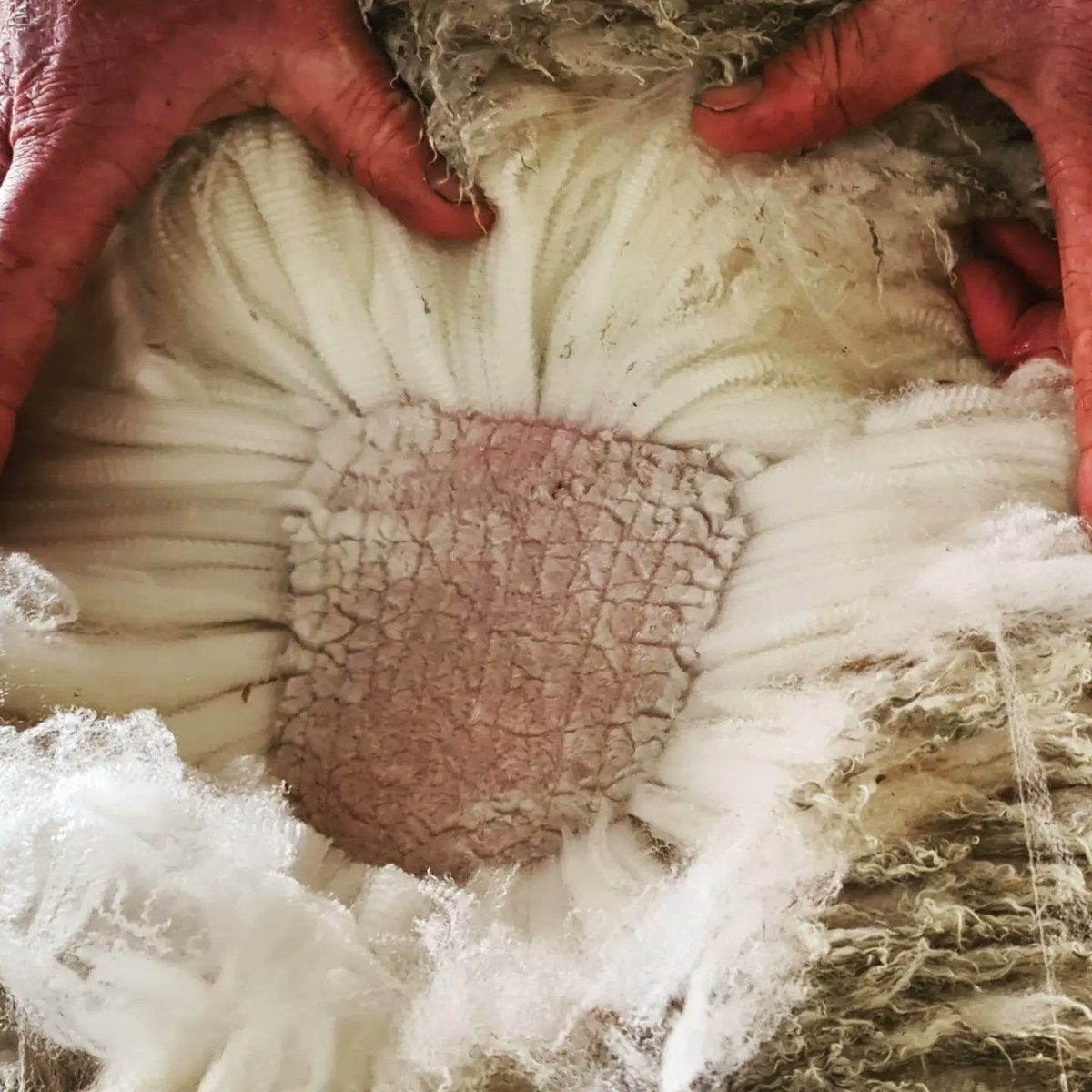 MerinoLink's tweet photo. Guess what? 
We're classing/midsiding - 2021 drop #amsea #sireevaluation... It's nearly FIELD DAY time! 

Aug. 12   Sire Eval. FD/Dinner
Aug. 13   Bathurst Merino Ram Expo

BONUS @GordonRefshauge dinner preso: optimising lambing

Info out soon!

Thanks:
@bogo_merinos
Andy McLeod! https://t.co/0GnJhSI38Q