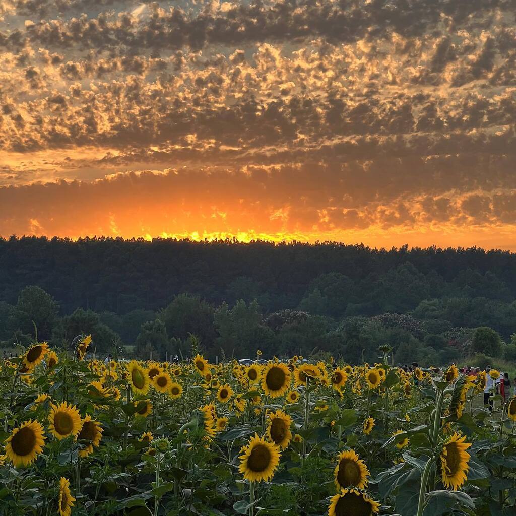 Sunflowers &amp; #SuperSunset at Dix Park in Raleigh last week! Thanks to Tracy for sharing!🌻 ☀️ instagr.am/p/CgOCIC1sA_Z/