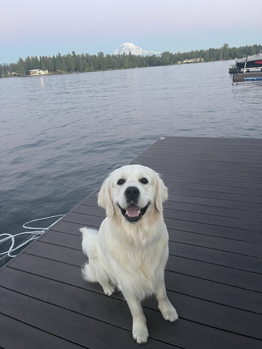 LukeKorum's tweet image. #summerdog #1yearold