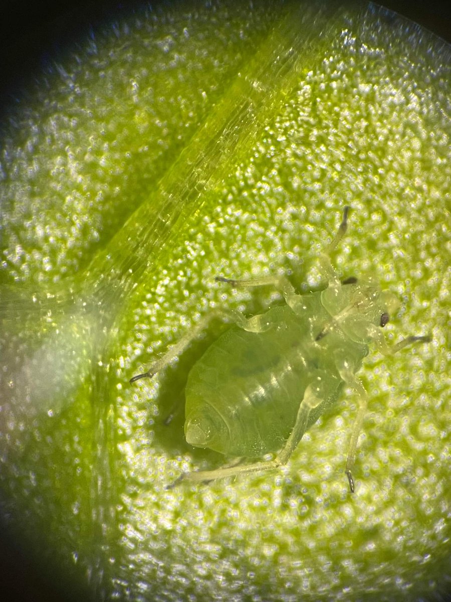 eloasheelf's tweet photo. Green Peach Aphids being cute.
In the second photo we can clearly see the proboscis *^*

Thanks @OntheFlySci for the photos 

@PEARG_Lab @BioSci_UniMelb 
#science #insects #Entomology #ecology #naturalist #nature https://t.co/9vWggUPA67