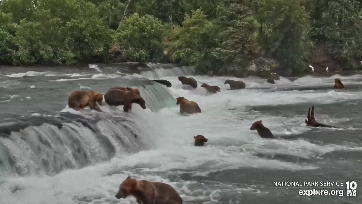beyerstein's tweet photo. Absolute mob of bears on the #bearcam right now. https://t.co/zd4uOrtqKp