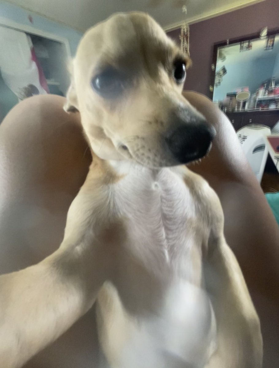 these pics of canelo >>